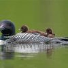 Loon Family On Lake Paint By Numbers