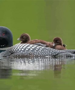 Loon Family On Lake Paint By Numbers