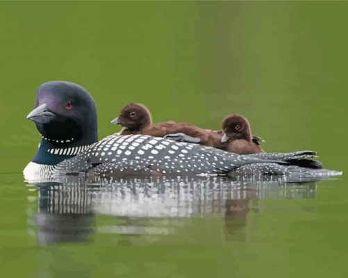 Loon Family On Lake Paint By Numbers