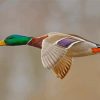 Mallard Ducks With Green Head Flying Paint By Numbers