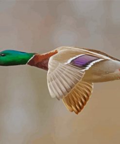 Mallard Ducks With Green Head Flying Paint By Numbers