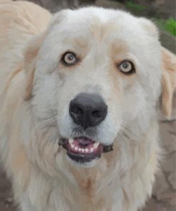 Maremma Sheepdog Paint By Numbers