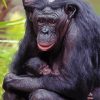 Mom Chimpanzee Paint By Numbers