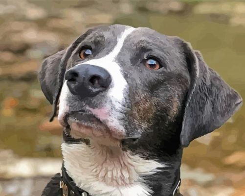 Mountain Cur Dog Paint By Numbers
