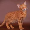 Ocicat Animal Paint By Numbers