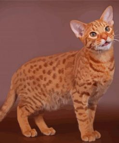 Ocicat Animal Paint By Numbers