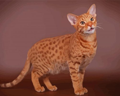 Ocicat Animal Paint By Numbers