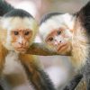 Panamanian White Faced Capuchin Monkeys Paint By Numbers