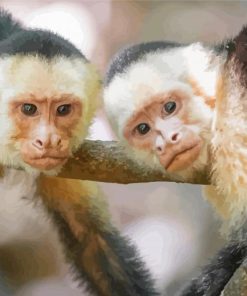 Panamanian White Faced Capuchin Monkeys Paint By Numbers