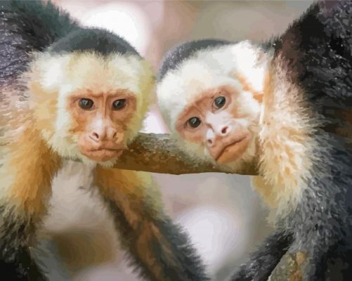 Panamanian White Faced Capuchin Monkeys Paint By Numbers