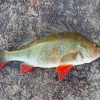 Perch Fish Paint By Numbers