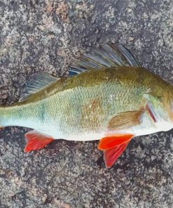 Perch Fish Paint By Numbers