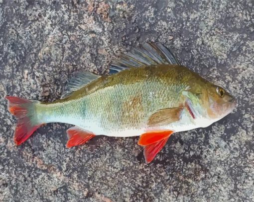 Perch Fish Paint By Numbers