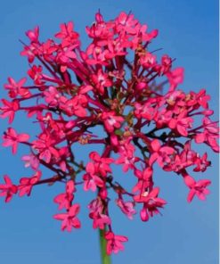 Pink Valerian Flowring Plant Paint By Numbers