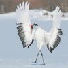 Red Crowned Crane Paint By Numbers