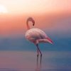 Sunrise Flamingo Paint By Numbers