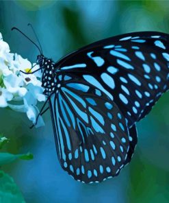 The Blue Tiger Butterfly Paint By Numbers