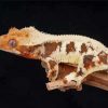 The Lilly White Crested Gecko Paint By Numbers