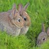 Three Bunnies Animals Paint By Numbers