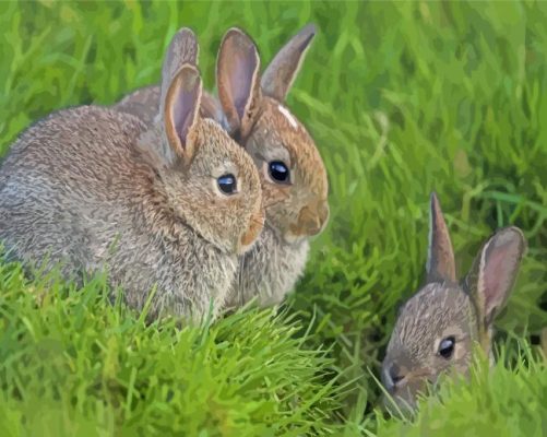 Three Bunnies Animals Paint By Numbers