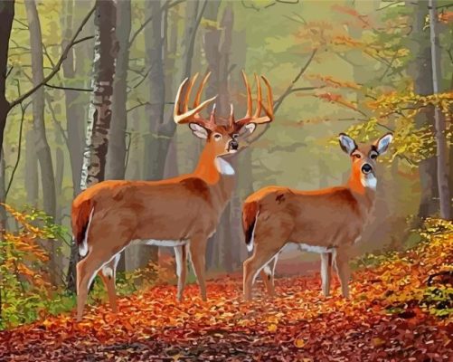 Whitetail Buck And Doe In Forest Paint By Numbers