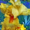 Yellow Bearded Iris Plant Paint By Numbers