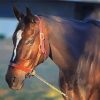 Zenyatta Horse Head Paint By Numbers