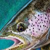 Abstract Steelhead Fish Paint By Numbers