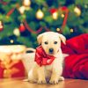 Adorable Christmas Dog Paint By Numbers