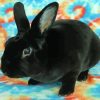 Adorable Black Bunny Paint By Numbers