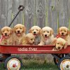 Aesthetic Puppies In Wagon Paint By Numbers