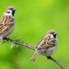 Aesthetic Sparrows In Tree Paint By Numbers