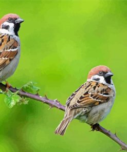 Aesthetic Sparrows In Tree Paint By Numbers