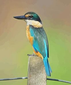 Bird Kotare Paint By Numbers