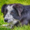 Black Welsh Sheepdog Paint By Numbers