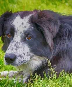 Black Welsh Sheepdog Paint By Numbers