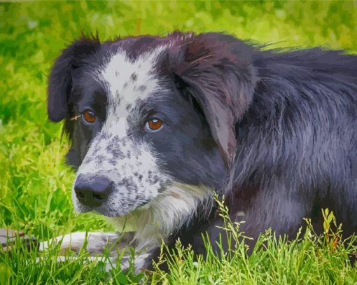 Black Welsh Sheepdog Paint By Numbers