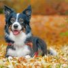 Border Collie Dog In Leaves Paint By Numbers