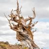 Bristlecone Pine Paint By Numbers