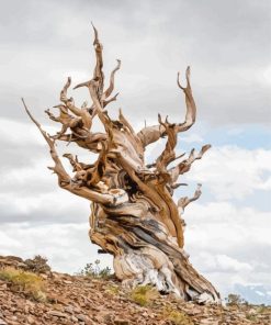 Bristlecone Pine Paint By Numbers