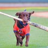 Brown Dog Playing Baseball Paint By Numbers