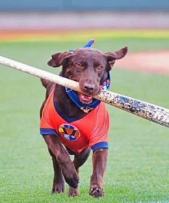 Brown Dog Playing Baseball Paint By Numbers