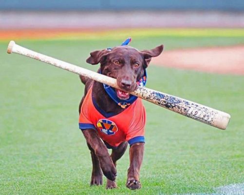 Brown Dog Playing Baseball Paint By Numbers