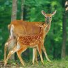 Doe And Fawn Paint By Numbers