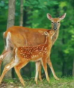 Doe And Fawn Paint By Numbers