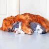 Dog And Cat Sleeping On The Floor Paint By Numbers