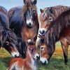 Exmoor Pony Animals Paint By Numbers