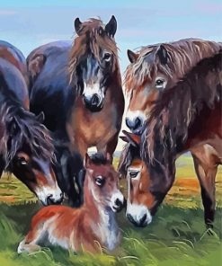 Exmoor Pony Animals Paint By Numbers