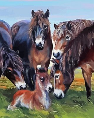 Exmoor Pony Animals Paint By Numbers