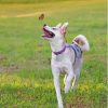 Husky Puppy Playing With Butterfly Paint By Numbers